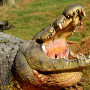 Fish Eagle Cafe Image 3