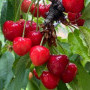 Ionia Cherry Farmstall Image 7
