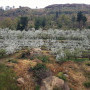 Ionia Cherry Farmstall Image 9