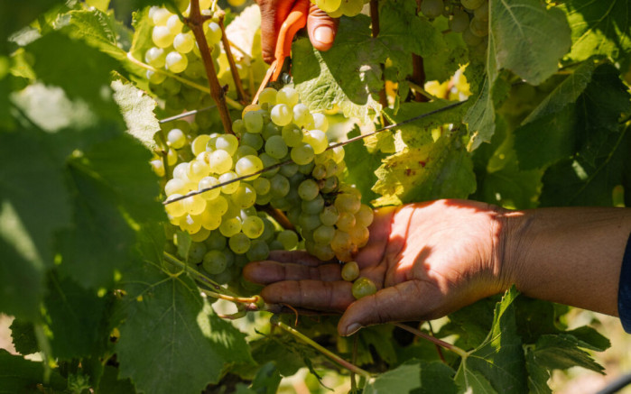 Why Creation Chardonnay? Four expressions, one place.