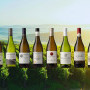 , Wine News: 2021 Sauvignon Blanc SA Top 10 Winners Announced