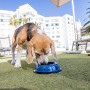 The President Hotel, Paws & Pastries: A luxury high tea experience for dogs and their humans