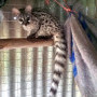 Vergelegen Wine Estate, Wildlife Rehab Facility Opens at Vergelegen