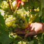 , Creation Wines celebrates International Chardonnay Day with a four-bottle press selection from Hemel-en-Aarde Ridge