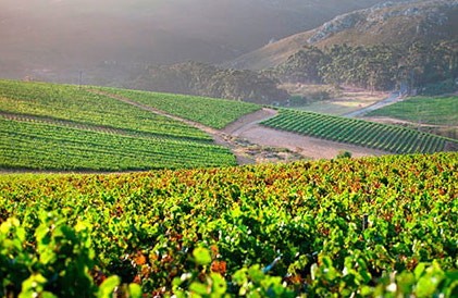 Rust en Vrede Wine Dinner