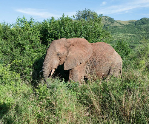 Wine, Dine & Wildlife Deal – ANEW Hotel Hluhluwe