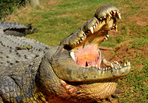 Crocodile Feeding and Talk