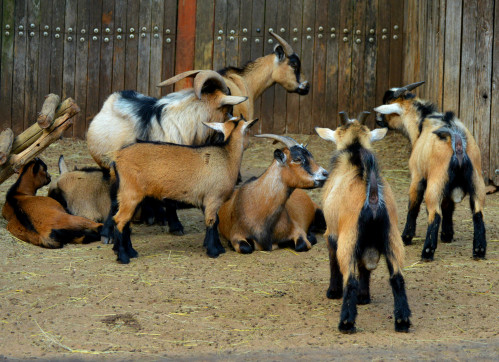 Animal Farm