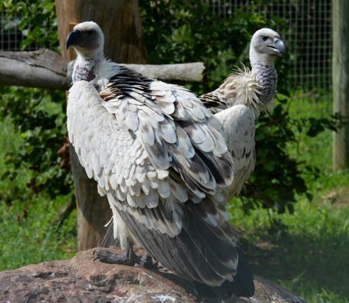 Birds - See our wide variety of Bird Species