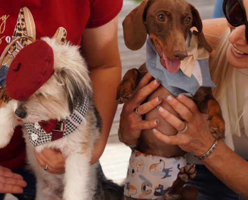 Doggy High Tea returns to The President Hotel