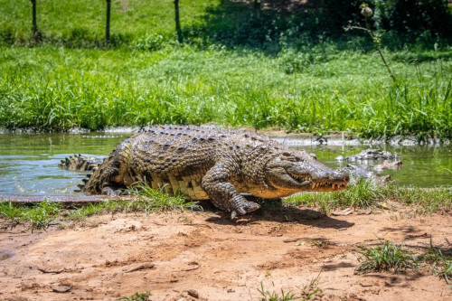 It’s Time to Hop into Easter Fun at Crocworld Conservation Centre!