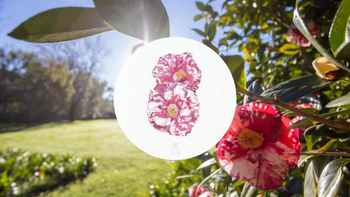 Botanical Drawing Masterclass with Sally Arnold: The Camellia Collection