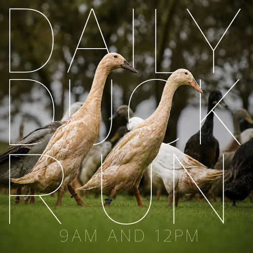 Duck Run
