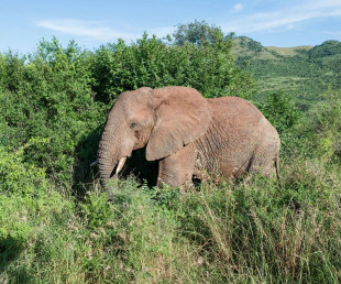 Wine, Dine & Wildlife Deal – ANEW Hotel Hluhluwe