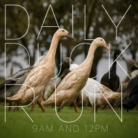 Duck Run